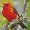 Red Scarlet Tanager In A Tree Diamond Painting