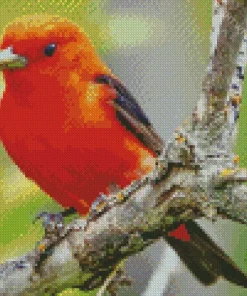Red Scarlet Tanager In A Tree Diamond Painting