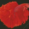 Red Siamese Fighting Fish Diamond Painting