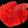 Red Siamese Fighting Fish Diamond Painting