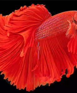 Red Siamese Fighting Fish Diamond Painting