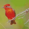 Red Vermilion Flycatcher Diamond Painting