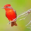 Red Vermilion Flycatcher Diamond Painting