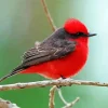 Red Vermilion Flycatcher Bird Diamond Painting