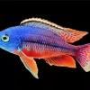 Red And Blue Cichlid Diamond Painting