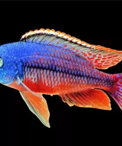 Red And Blue Cichlid Diamond Painting