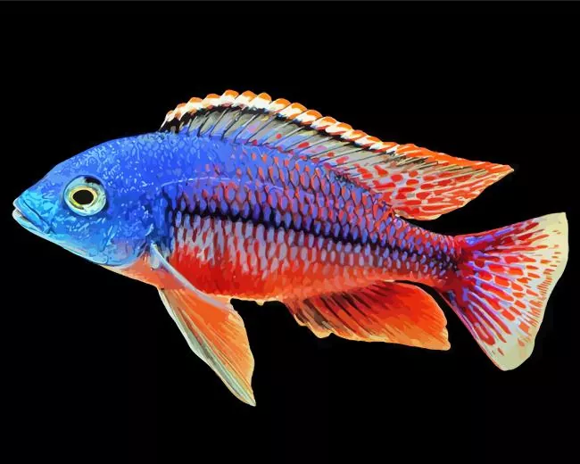 red and blue Cichlid Diamond Paints Red And Blue Cichlid Diamond Painting