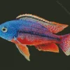 Red And Blue Cichlid Diamond Painting