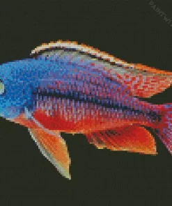Red And Blue Cichlid Diamond Painting