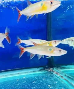 Red Tailed Barracuda Fish Diamond Painting