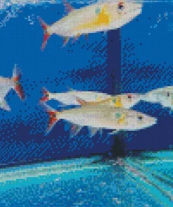 Red Tailed Barracuda Fish Diamond Painting