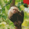 Sad Capuchin Monkey Diamond Painting