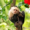 Sad Capuchin Monkey Diamond Painting