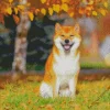 Shiba Inu Diamond Painting