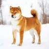 Shiba Inu Dog In The Snow Diamond Painting