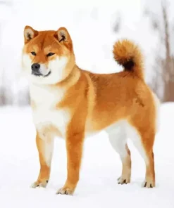 Shiba Inu Dog In The Snow Diamond Painting