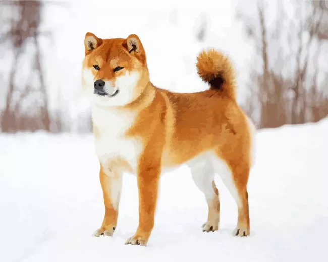 shiba inu dog in the snow Diamond Paintings Shiba Inu Dog In The Snow Diamond Painting
