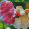 Siamese Fighting Fish Diamond Painting