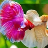 Siamese Fighting Fish Diamond Painting