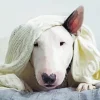 Sleepy Bull Terrier Diamond Painting