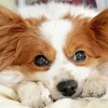 Sleepy Papillon Dog Diamond Painting