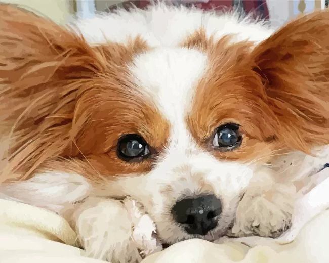 sleepy Papillon dog Diamond By Numbers Sleepy Papillon Dog Diamond Painting