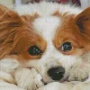 Sleepy Papillon Dog Diamond Painting