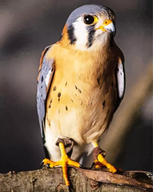 small American Kestrel bird Diamond By Numbers Small American Kestrel Bird Diamond Painting