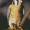 Small American Kestrel Bird Diamond Painting