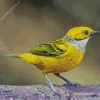 Small Silver Throated Tanager Bird Diamond Painting