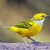 Small Silver Throated Tanager Bird Diamond Painting