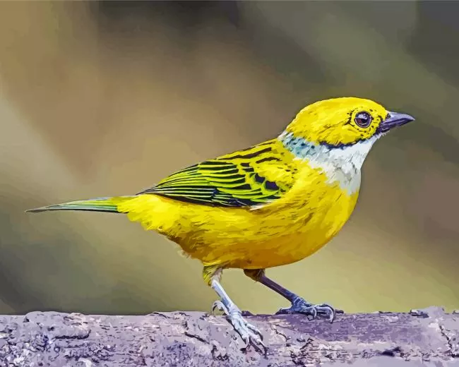 small Silver Throated Tanager bird Diamond Paintings Small Silver Throated Tanager Bird Diamond Painting
