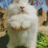 Standing Angora Rabbit Diamond Painting