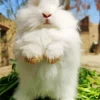 Standing Angora Rabbit Diamond Painting