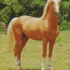 Strong Palomino Horse Diamond Painting