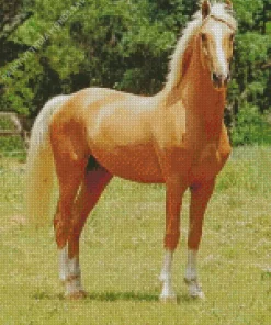 Strong Palomino Horse Diamond Painting