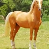 Strong Palomino Horse Diamond Painting