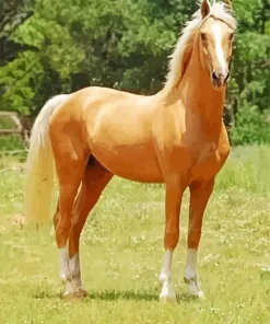 Strong Palomino Horse Diamond Painting