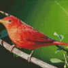 Summer Tanager Male On Cherry Branch Diamond Painting