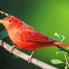 Summer Tanager Male On Cherry Branch Diamond Painting