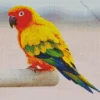 Sun Conure Diamond Painting