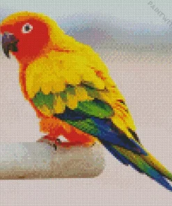 Sun Conure Diamond Painting