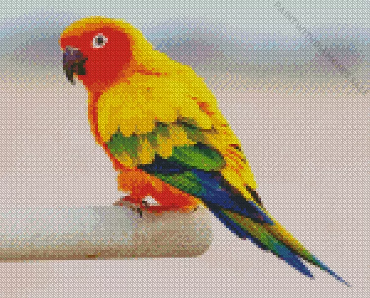 sun conure Diamond By Numbers Sun Conure Diamond Painting