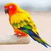 Sun Conure Diamond Painting