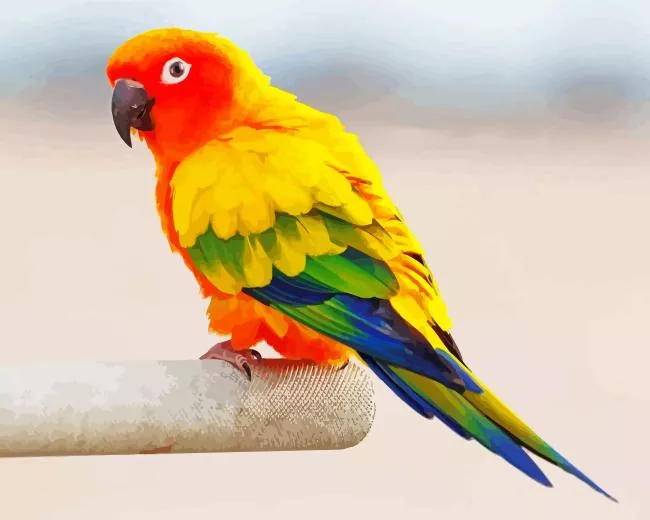 sun conure Diamond Paints Sun Conure Diamond Painting