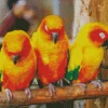 Three Cute Conure Birds Diamond Painting