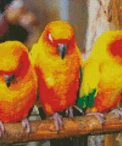 Three Cute Conure Birds Diamond Painting