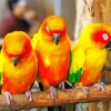 Three Cute Conure Birds Diamond Painting