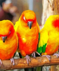 Three Cute Conure Birds Diamond Painting