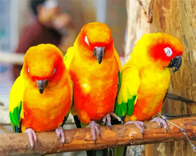 three cute Conure Birds Diamond Paints Three Cute Conure Birds Diamond Painting